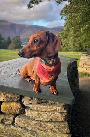Autumn plaid - H&G Autumn Collection Bandana