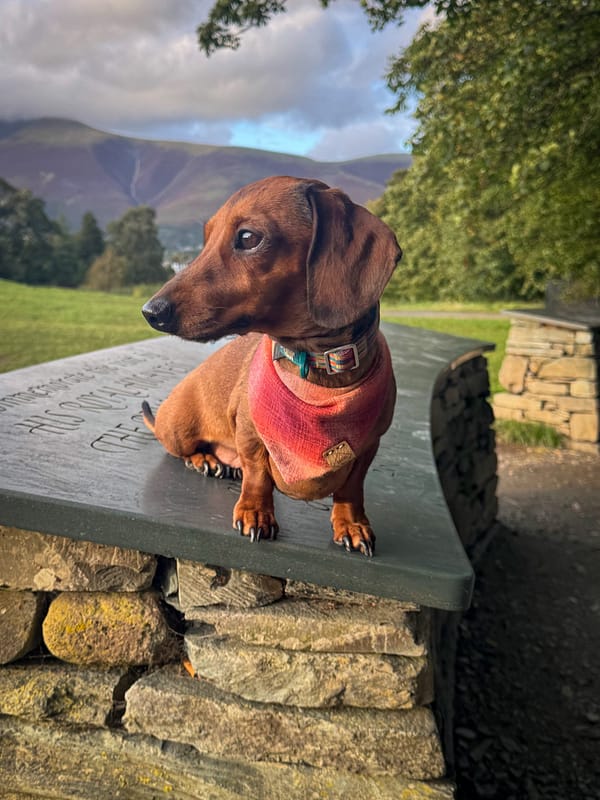 Autumn plaid - H&G Autumn Collection Bandana