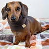 Dark Chocolate - Polar Fleece Snood