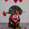 Stud Muffin - Bandana