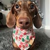 Christmas Cookies - Christmas Bandana - Image 3