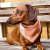 Pumpkin Patch Wool Effect - Bandana
