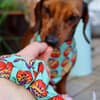 Good Egg - Easter Dog Bandana - Image 4