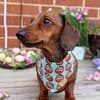 Good Egg - Easter Dog Bandana