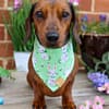 Pastel Green Easter Bunny - Dog Bandana