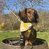 Picnic Plaid - Available in 3 colours - Spring Dog Bandana - Image 2