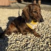 Picnic Plaid - Available in 3 colours - Spring Dog Bandana - Image 3