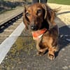 Picnic Plaid - Available in 3 colours - Spring Dog Bandana - Image 6