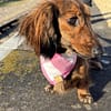 Picnic Plaid - Available in 3 colours - Spring Dog Bandana - Image 7