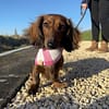 Picnic Plaid - Available in 3 colours - Spring Dog Bandana - Image 8