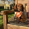 Picnic Plaid - Available in 3 colours - Spring Dog Bandana - Image 4