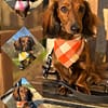 Picnic Plaid - Available in 3 colours - Spring Dog Bandana