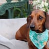 Larimar - H&G Bold Collection Bandana - Image 2