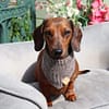 Hedgerow - H&G Classic Bandana Collection