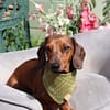 Meadow - H&G Classic Bandana Collection - Image 2