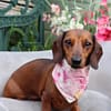 Raspberry ripple- H&G Bold Collection Bandana - Image 2