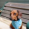 Ocean Blue - H&G Summer Collection Bandana