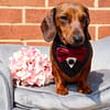 Build your own Pupxedo- The Tux for your Pup