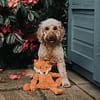 My Dog - Separation Anxiety Teddy bear - Image 8