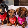 Personalised Valentines Heart Bandana - Personalise with your Dogs Name - Image 2