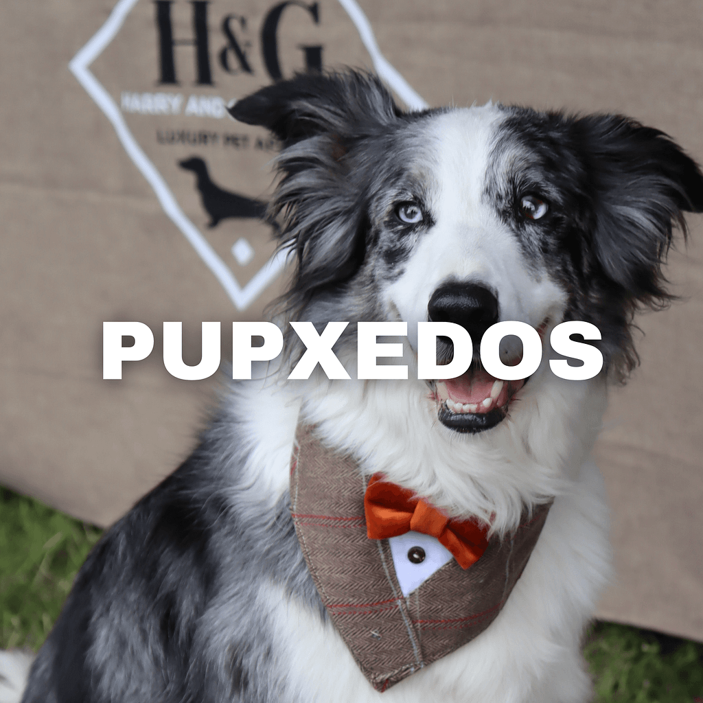 Dog wearing a pupxedo dog tuxedo suit bandana
