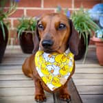 Rubber Duck Bandana