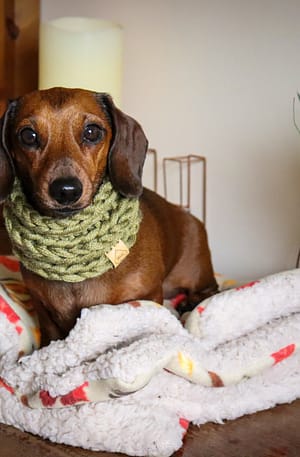 Olive Green Knitted Dog Snood