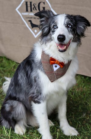 Tawny Tweed Pupxedo - The Tux for your Pup
