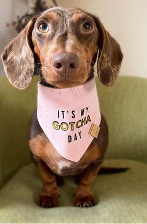 It's My Gotcha Day Bandana - Available in Pink and Blue
