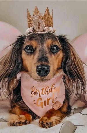 long haired dachshund wearing a pink birthday girl bandana with gold vinyl crown on her head and balloons behind her