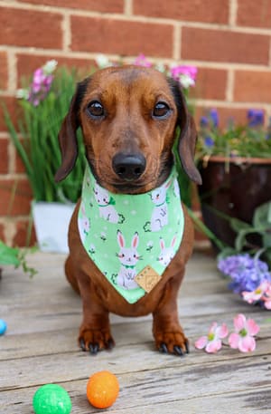 Pastel Green Easter Bunny - Dog Bandana