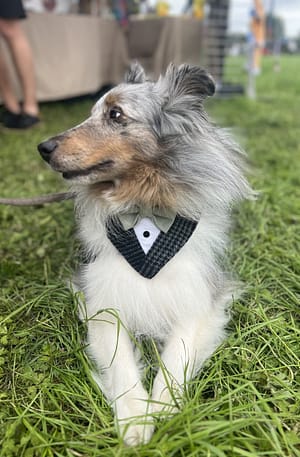 Dark Navy & Sage Green Pupxedo - The Tux for your Pup