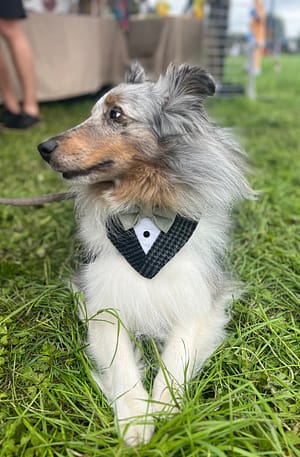 Dark Navy & Sage Green Pupxedo - The Tux for your Pup