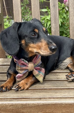 Apple pie Tweed Sailor bow