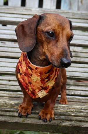 Golden Maple Leaves - H&G Autumn Collection Bandana