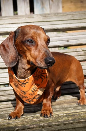 Rest In Pieces Orange - H&G Autumn Collection Bandana