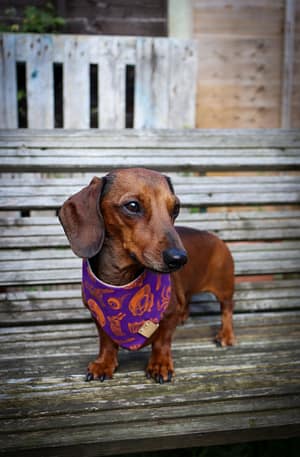 Rest In Pieces Purple - H&G Autumn Collection Bandana