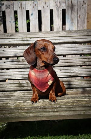 Autumn plaid - H&G Autumn Collection Bandana