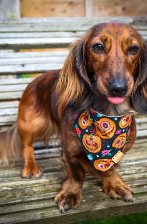 Pumpkin Fiesta - H&G Autumn Collection Bandana