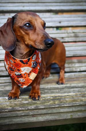 This is Halloween- H&G Autumn Collection Bandana
