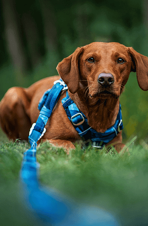 Twiggy Tag Multi-Way Training Lead- Lagoon