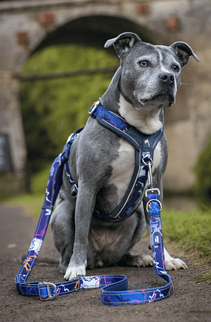 Twiggy Tag Multi-Way Training Lead- Nebula