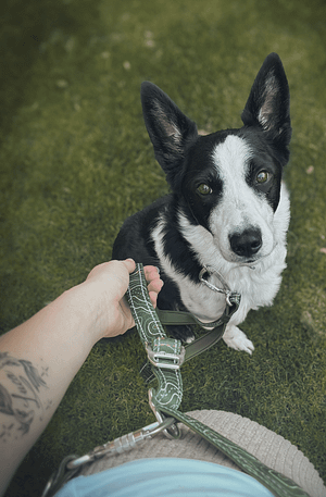 Twiggy Tag Multi-Way Training Lead- Nomad
