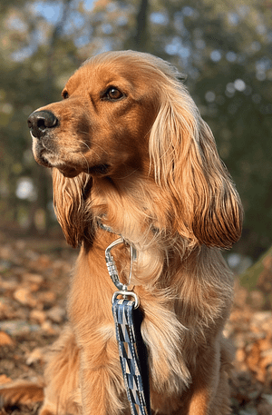 Twiggy Tag Multi-Way Training Lead- Oasis