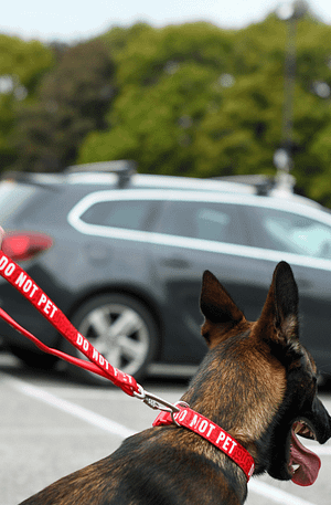 Twiggy Tags Awareness Multi-Way Training Lead- Do Not Pet