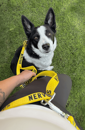 Twiggy Tags Awareness Multi-Way Training Lead- Nervous