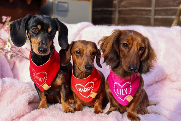 Personalised Valentines Heart Bandana - Personalise with your Dogs Name - Image 2