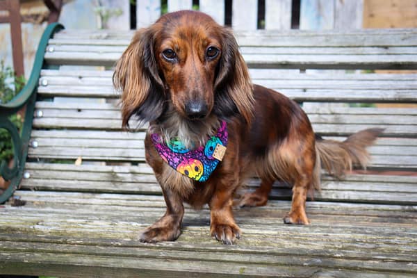 Neon Rainbow Pumpkins - H&G Autumn Collection Bandana - Image 2