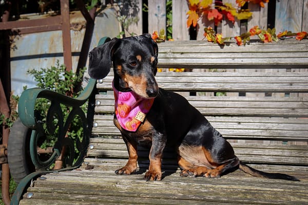 Cute Knitted Pumpkins- H&G  Autumn Collection Bandana - Image 3
