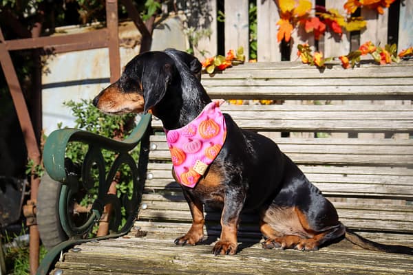 Cute Knitted Pumpkins- H&G  Autumn Collection Bandana - Image 2